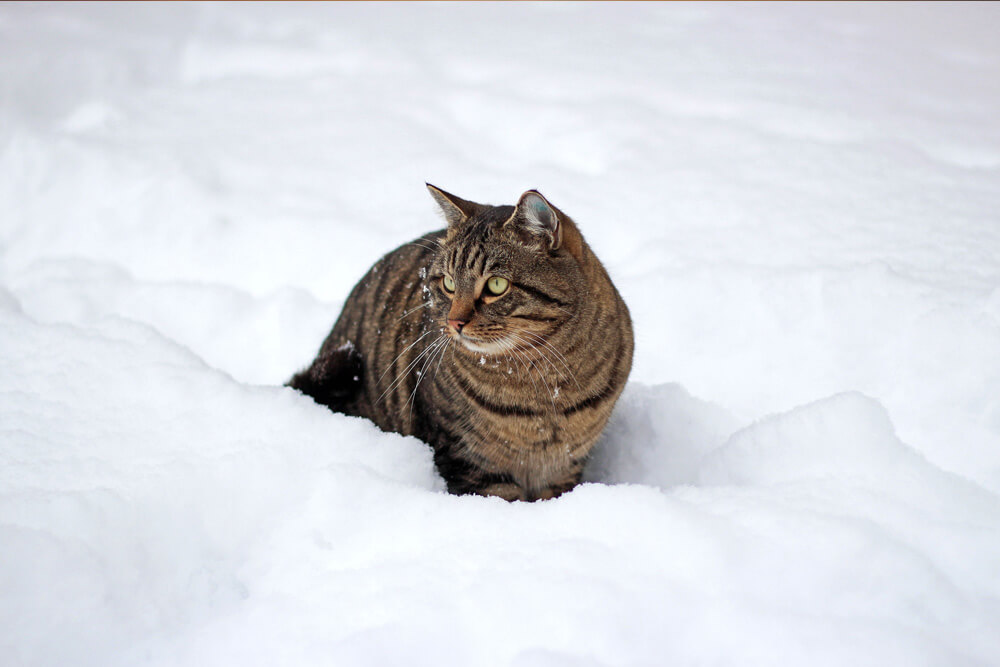 Dokarmianie kotów zimą, blog sklepu zoologicznego Flogard