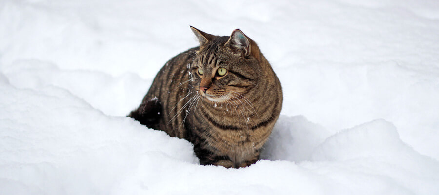 Blog Flogard, dokarmianie bezdomnych kot贸w zim膮